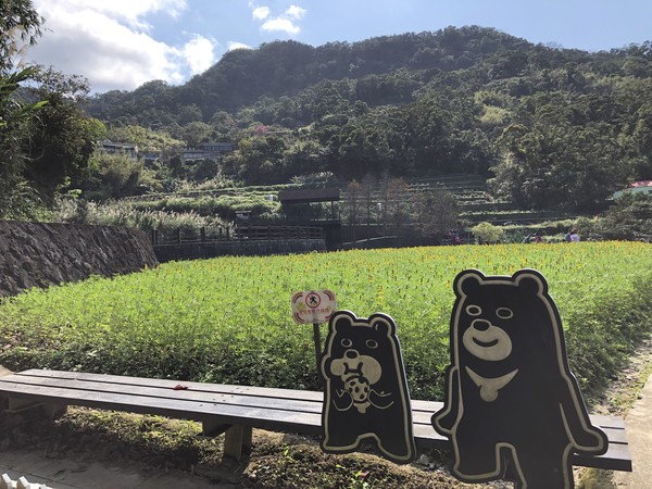 ▲▼文山區樟樹步道綠意盎然。（圖／大地處提供）