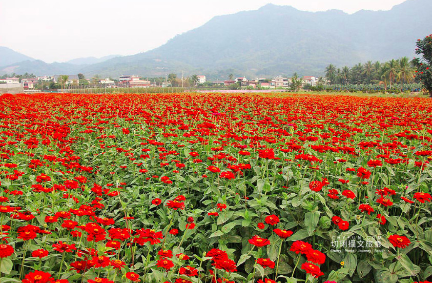 ▲杉林葵花綻放迎賓，全台最大眾多花海引人入叢。（圖／切琍攝文旅食）