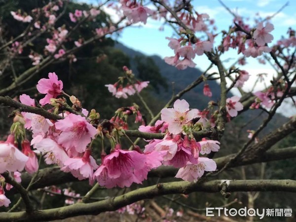 ▲三峽熊空櫻花林 。（圖／翻攝自Facebook／三峽熊空櫻花林）