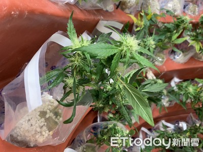 大麻花相關新聞報導 懶人包 照片 影片 評價 爭議 負評 缺點 Ptt Dcard Ettoday新聞雲