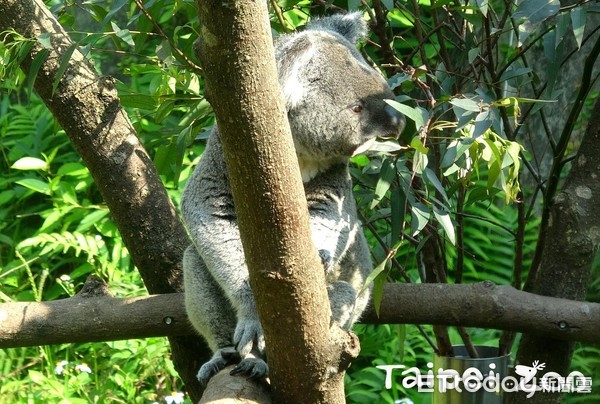 ▲永續動物食堂！動物排出「黑金」栽種植物　替自己飯飯加料。（圖／網友台北動物園提供，請勿隨意翻拍，以免侵權。）