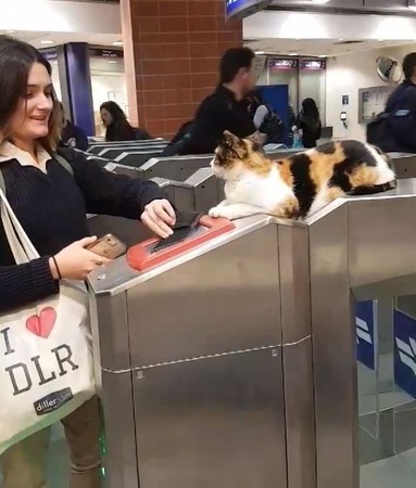 貓站長趴閘口驗票，嚴防乘客逃票。（圖／翻攝自Facebook／Dan Kashani）