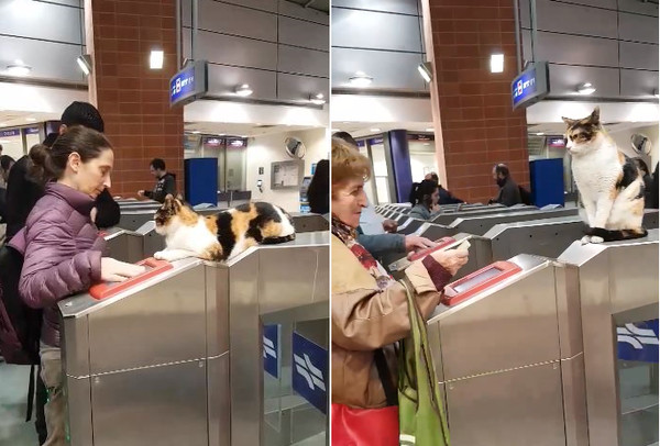 貓站長趴閘口驗票，嚴防乘客逃票。（圖／翻攝自Facebook／Dan Kashani）