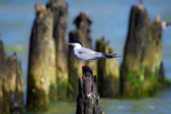 ▲燕鷗是在人工島棲息的動物之一。（圖／取自免費圖庫Pixabay）