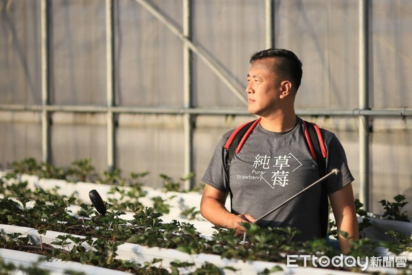 ▲ 純土有機農場草莓園 室內設計師徐鼎鈞留下記憶中草莓味道。（圖／新北市農業局提供）