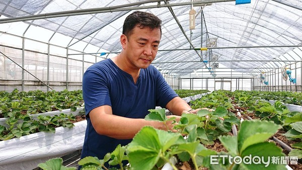 ▲ 純土有機農場草莓園 室內設計師徐鼎鈞留下記憶中草莓味道。（圖／新北市農業局提供）