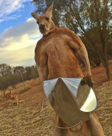 （圖／翻攝自Facebook／The Kangaroo Sanctuary Alice Springs）