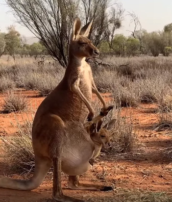 （圖／翻攝自Facebook／The Kangaroo Sanctuary Alice Springs）