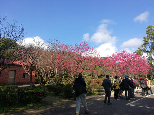 ▲花卉試驗中心的緋寒櫻與鬱金香。（圖／取自台北市政府網站)