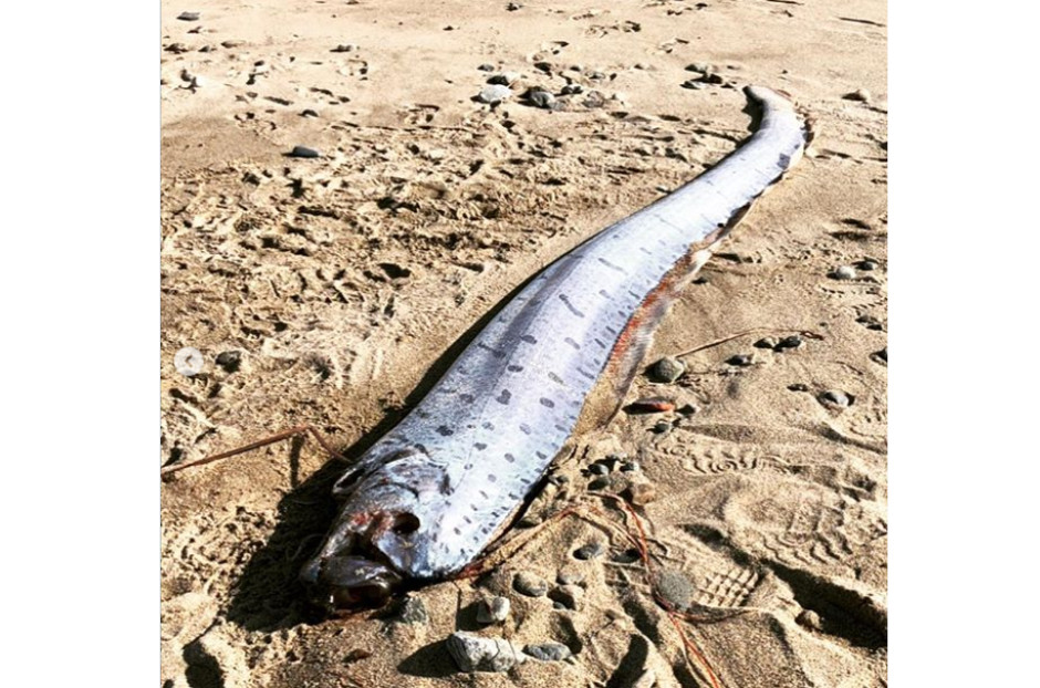 日本驚現入冬第7條 地震魚 動物學家 帶電粒子改變環境 Ettoday國際新聞 Ettoday新聞雲