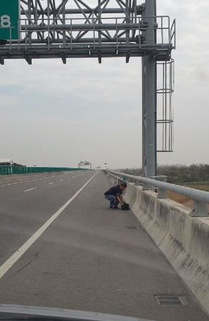 ▲浪浪誤闖國道 。（圖／翻攝自徐文良（徐園長護生園））