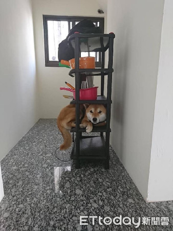 ▲柴犬「大貓魂」自動收納進架子。（圖／粉絲專頁「柴犬萊恩《Lion》」授權提供）