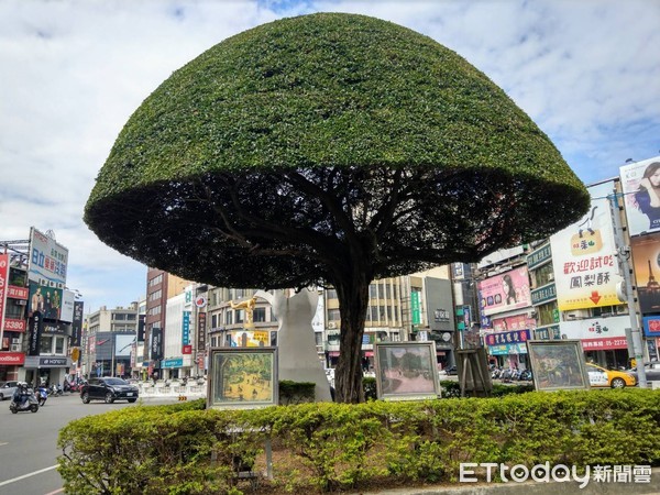 ▲▼嘉義市政府近期將路邊榕樹修剪成香菇頭造型，相當吸睛。（圖／記者翁伊森翻攝，下同）