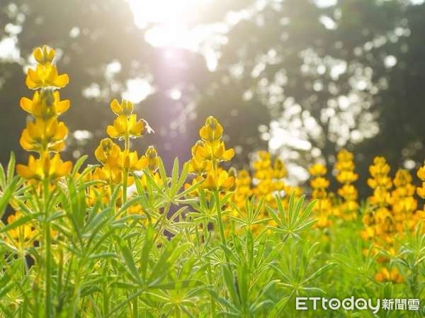 ▲受到暖冬影響，桃園龍潭魯冰花季提前登場。（圖／邱俊銘臉書提供）