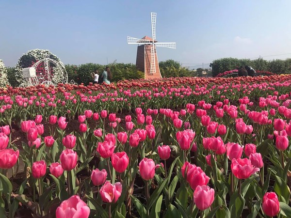 ▲▼台中后里中社觀光花市花海,鬱金香,鼠尾草,鳶尾花。（圖／翻攝自中社觀光花市臉書專頁）