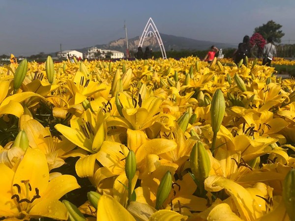 ▲▼台中后里中社觀光花市花海,鬱金香,鼠尾草,鳶尾花。（圖／翻攝自中社觀光花市臉書專頁）