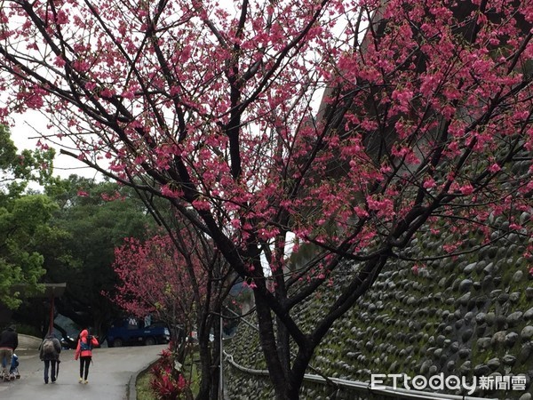 ▲▼石門水庫,櫻花。（圖／水利署提供）