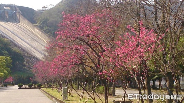 ▲▼石門水庫,櫻花。（圖／水利署提供）