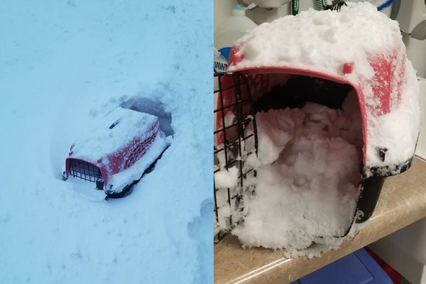 貓咪被連籠子丟在雪地裡。（圖／翻攝自Happy Tails）