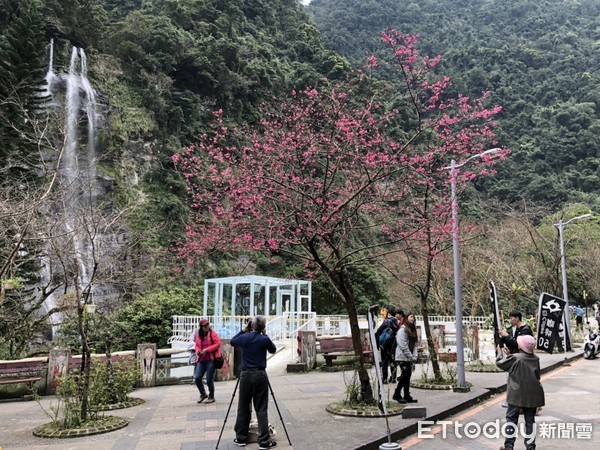 ▲ 新春烏來山櫻花陸續綻放 瀑布襯櫻花山水美景仙氣逼人。（圖／新北市景觀處提供）