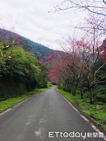 ▲ 新春烏來山櫻花陸續綻放 瀑布襯櫻花山水美景仙氣逼人。（圖／新北市景觀處提供）