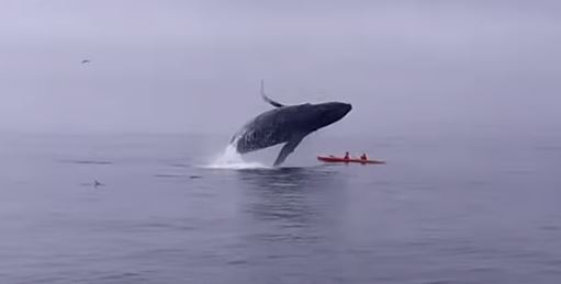 ▲▼情侶遭座頭鯨滅頂一度面臨死亡。（圖／翻攝自YouTube／Sanctuary Cruises）