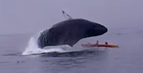 ▲▼情侶遭座頭鯨滅頂一度面臨死亡。（圖／翻攝自YouTube／Sanctuary Cruises）