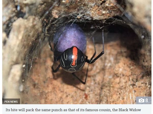 ▲科學家最近在南發現新品種的蜘蛛，體型比「黑寡婦（Black Wisow）」大，同時也是牠的近親，並帶有強烈的神經毒。這是目前體型最大的「寡婦蜘蛛屬（Latrodectus，又稱作寇蛛屬）蜘蛛」，是29年來受次發現的新品種。（圖／翻攝自Thesun）