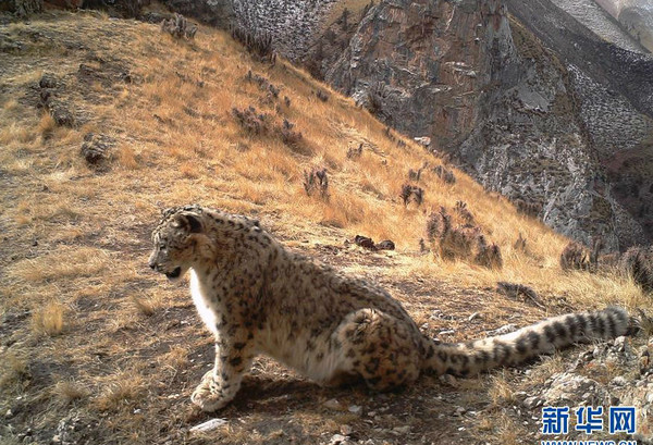 ▲▼現蹤三江源區的雪豹為中國國家一級重點保護動物。（圖／翻攝自新華網）