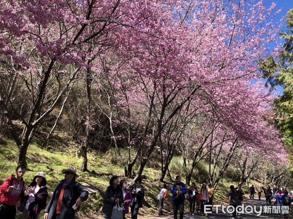 ▲▼武陵農場櫻花季。（圖／記者曹悅華攝）