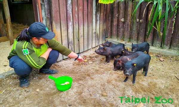 蘭嶼豬「上學趣」，一吃蘋果就愛上。（圖／台北市立動物園提供）