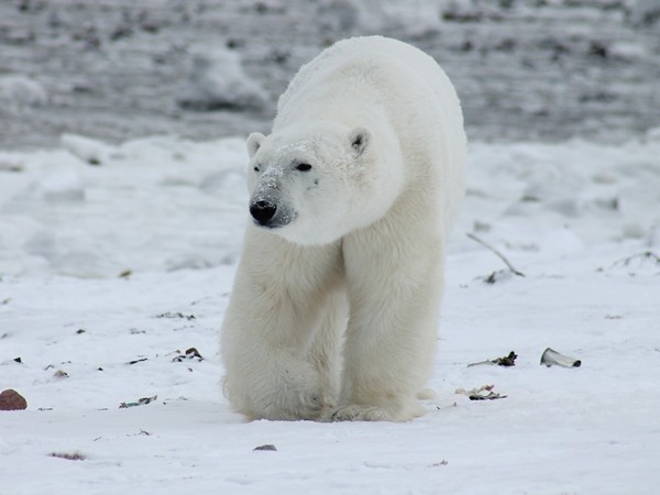 ▲▼冰山融…俄「新地島」52隻北極熊登陸覓食「陷緊急狀態」（圖／示意圖／取自免費圖庫Pixabay）