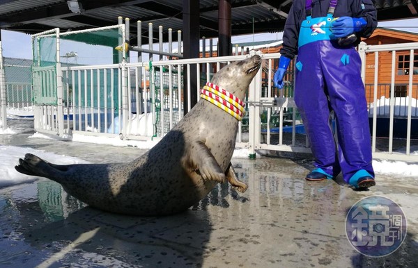 能近距離與海豹互動，是｢海豹樂園｣最受歡迎的活動。