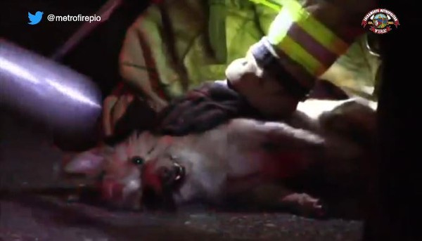 ▲▼大火中救出垂死小狗             。（圖／翻攝自Facebook／Sacramento Metropolitan Fire District）