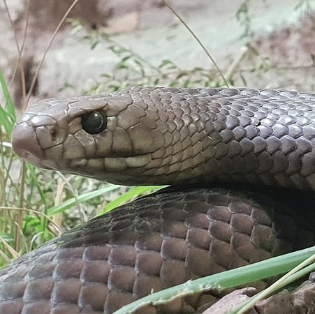 （圖／翻攝自Facebook／WILD LIFE Sydney Zoo）