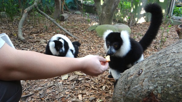 ▲民眾可近距離觀察狐猴享用早餐。（圖／翻攝自台北市立動物園）