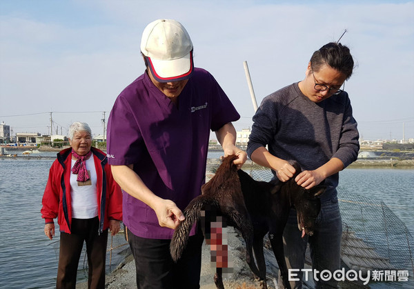 母浪浪子宮脫垂。（圖／台灣動物緊急救援小組提供）