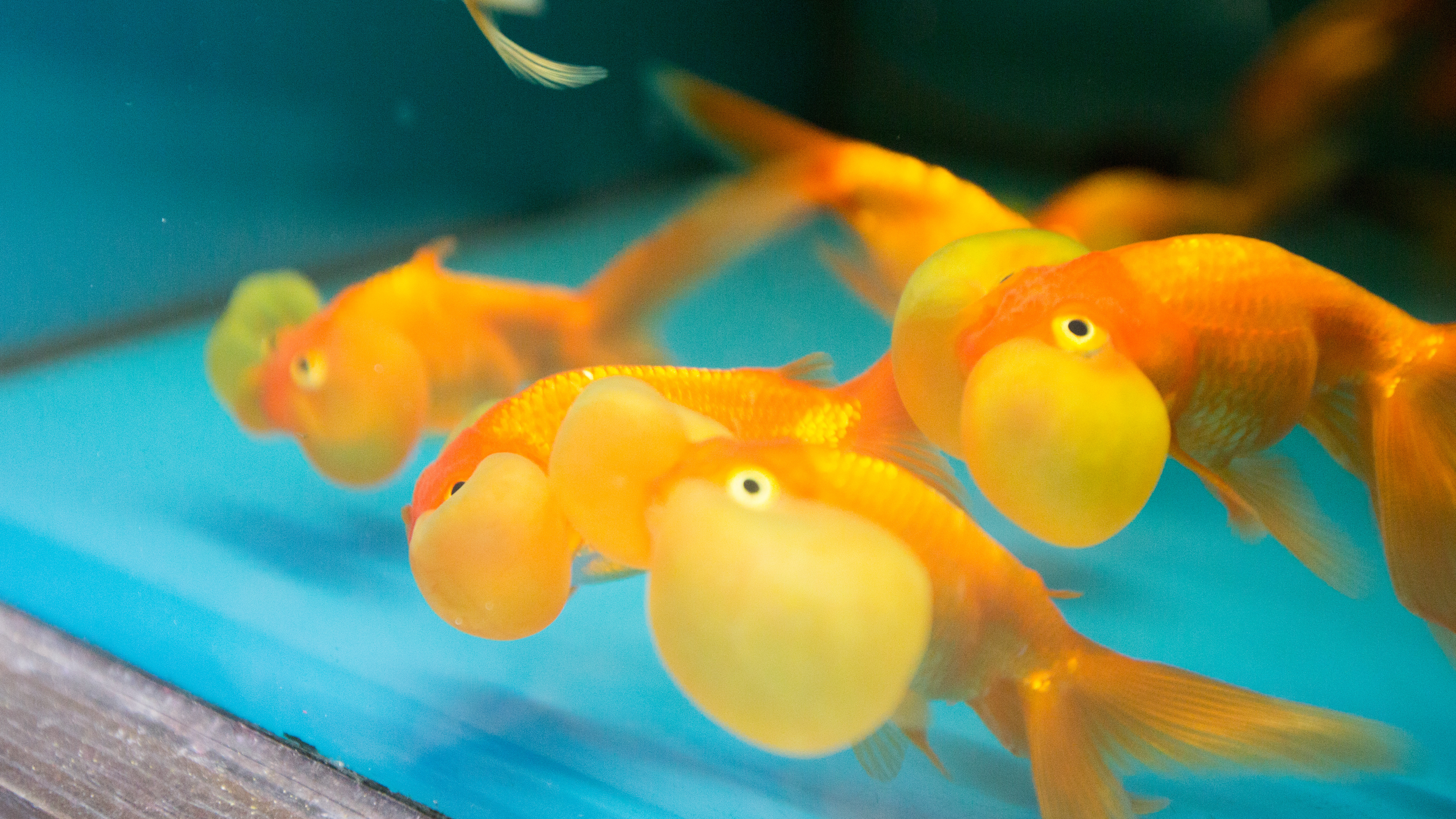 紅色招財 黑色擋煞開工想要 財源滾滾 試試看養金魚吧 Ettoday寵物雲 Ettoday新聞雲