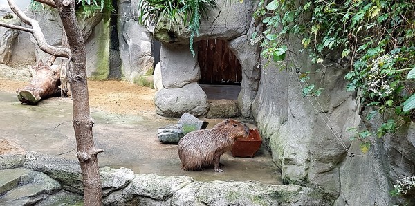 ▲在動物園中的水豚君。（示意圖／取自免費圖庫Pixabay）