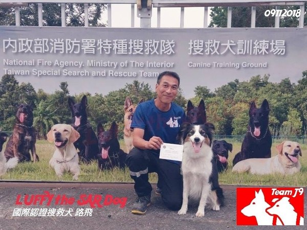 香港首隻通過IRO中級搜救犬。（圖／LUFFY the SAR Dog 國際認證搜救犬 路飛提供）