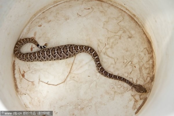 美國鳳凰城一條肚子膨脹的小蛇，牠剛吞下一隻老鼠，行動不便而被捕獲。（圖／CFP）