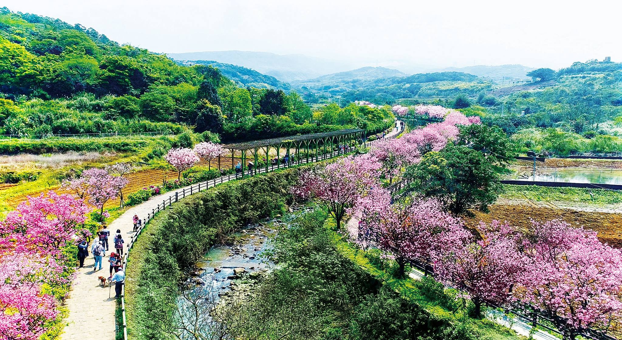 19三芝櫻花季 日期出爐 16 000棵粉霧海映河畔超美 Ettoday旅遊雲 Ettoday新聞雲