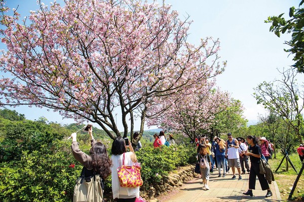 ▲三芝櫻花季。（圖／新北市三芝區公所提供）