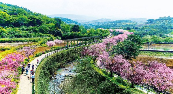 ▲三芝櫻花季。（圖／新北市三芝區公所提供）