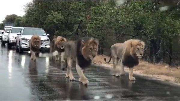 ▲▼南非克魯格國家公園內獅子逛大街。（圖／翻攝自Facebook／Lions Of Kruger Park And Sabi Sand）