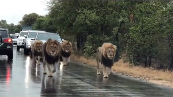 ▲▼南非克魯格國家公園內獅子逛大街。（圖／翻攝自Facebook／Lions Of Kruger Park And Sabi Sand）