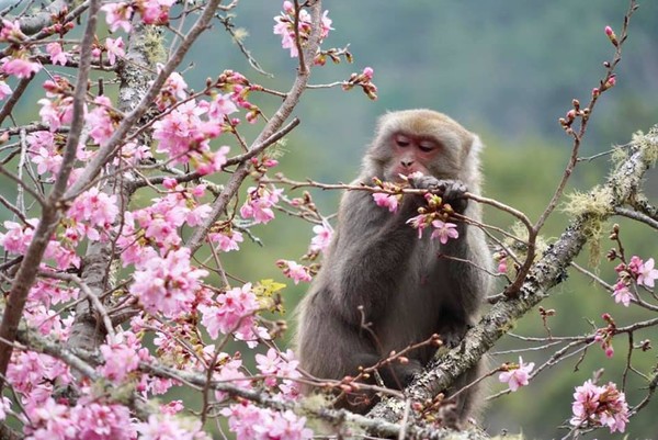 ▲▼武陵農場禁止餵食野生猴子。（圖／翻攝自武陵農場臉書專頁）