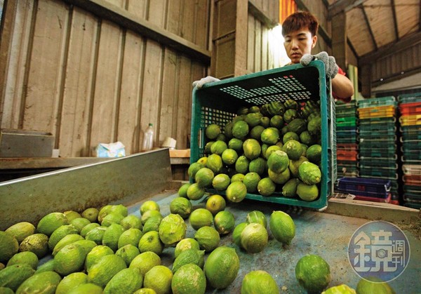 實現貨出去承諾，韓國瑜宣布已接到檸檬與地瓜契作訂單。