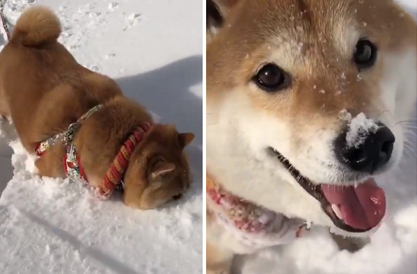 ▲柴柴玩雪「咚咚咚」燦笑前進。（圖／翻攝自Twitter／87shiba87）