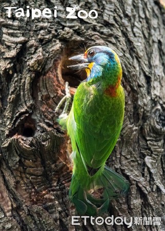 ▲國王企鵝「伸長脖子＋歪頭」：選我！動物園求偶大公開。（圖／臺北市立動物園提供）